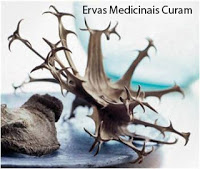 http://www.ervasmedicinaiscuram.com