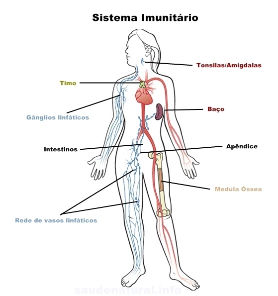 Orgãos do sistema imunitário