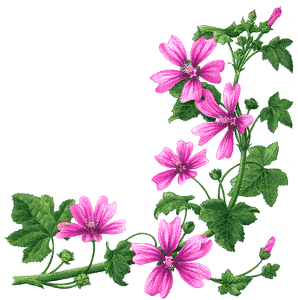 Malva