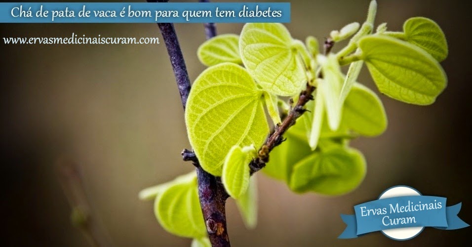 http://www.ervasmedicinaiscuram.com/