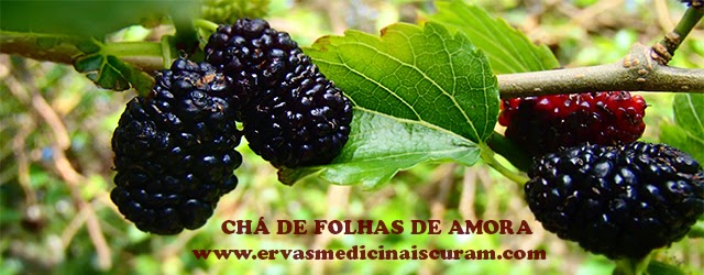 http://www.ervasmedicinaiscuram.com/