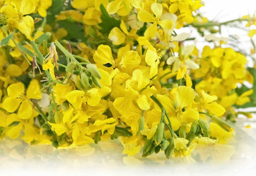 http://www.ervasmedicinaiscuram.com/