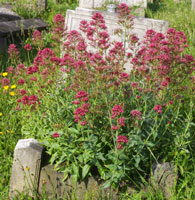 Valeriana