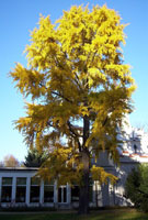 ginkgo biloa