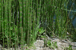 Cavalinha da espécie Equisetum Arvense