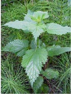 urtica dioica