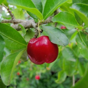 Acerola Cereja